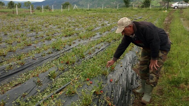 ÇORUM’DA ETKİLİ OLAN ETKİLİ YAĞIŞ İLÇELERDE HAYATI OLUMSUZ ETKİLEDİ. (İSMAİL KABAKDERE - M. MUTTALİP YALÇIN/ÇORUM-İHA)