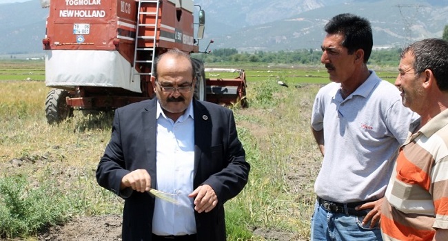 ÇELTİK TARLASINA ARPA EKTİLER
