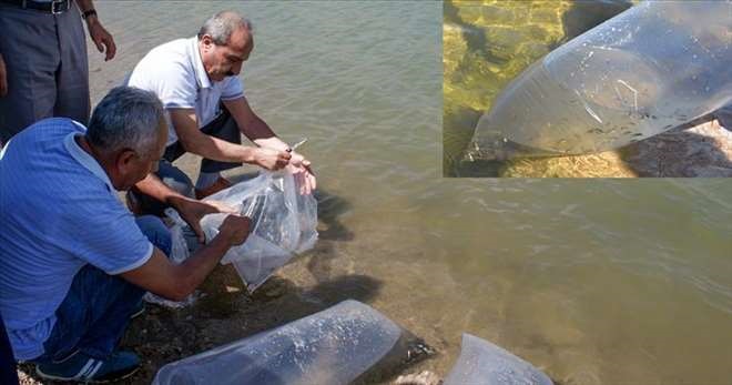 YAVRU SAZAN BALIĞI BIRAKTILAR