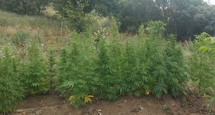 ÇORUM’DA JANDARMA EKİPLERİ TARAFINDAN BİR MEYVE BAHÇESİNE DÜZENLENEN OPERASYONDA 92 KÖK HİNT KENEVİRİ ELE GEÇİRİLDİ. (M. MUTTALİP YALÇIN/ÇORUM-İHA)