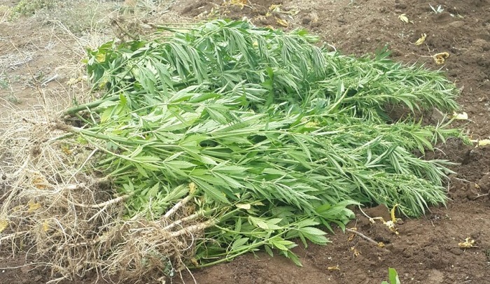 ÇORUM’DA JANDARMA EKİPLERİ TARAFINDAN BİR MEYVE BAHÇESİNE DÜZENLENEN OPERASYONDA 92 KÖK HİNT KENEVİRİ ELE GEÇİRİLDİ. (M. MUTTALİP YALÇIN/ÇORUM-İHA)