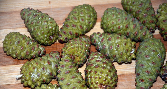 TÜRKİYE'NİN CEVİZ İHTİYACININ YÜZDE 3’ÜNÜN KARŞILANDIĞI ÇORUM’UN OĞUZLAR İLÇESİNDE CEVİZ REÇELİNDEN SONRA ŞİMDİ DE ÇAM KOZALAĞI REÇELİ ÜRETİMİNE BAŞLANDI. (İSMAİL KABAKDERE/ÇORUM-İHA)