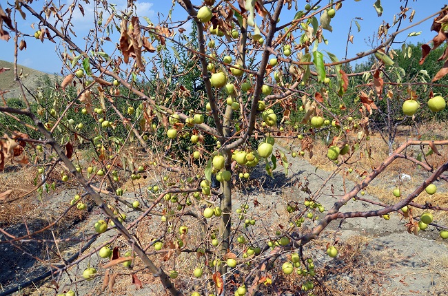 ÇORUM’UN OSMANCIK İLÇESİ DEREBOĞAZI BAĞLARI SAKİNLERİ, BÖLGEYE YAPILAN BARAJ NEDENİYLE BAĞLARA GELEN SUYUN KESİLDİĞİNİ, BU YÜZDEN SEBZE BAHÇELERİNİN VE MEYVE AĞAÇLARININ KURUDUĞUNU İDDİA EDEREK YETKİLİLERDEN YARDIM İSTEDİLER. (İSMAİL KABAKDERE/ÇORUM-İHA)
