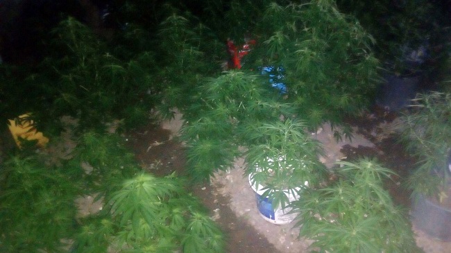 ÇORUM’DA NARKOTİK POLİSİNİN DÜZENLEDİĞİ GECE YARISI BİR EVE DÜZENLEDİĞİ OPERASYONDA 105 KÖK HİNT KENEVİRİ VE SATIŞA HAZIR KUBAR ESRAR MADDESİ ELE GEÇİRİLDİ. (M. MUTTALİP YALÇIN/ÇORUM-İHA)