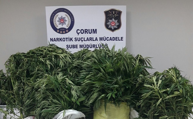 ÇORUM’DA NARKOTİK POLİSİNİN DÜZENLEDİĞİ GECE YARISI BİR EVE DÜZENLEDİĞİ OPERASYONDA 105 KÖK HİNT KENEVİRİ VE SATIŞA HAZIR KUBAR ESRAR MADDESİ ELE GEÇİRİLDİ. (M. MUTTALİP YALÇIN/ÇORUM-İHA)