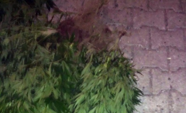 ÇORUM’DA NARKOTİK POLİSİNİN DÜZENLEDİĞİ GECE YARISI BİR EVE DÜZENLEDİĞİ OPERASYONDA 105 KÖK HİNT KENEVİRİ VE SATIŞA HAZIR KUBAR ESRAR MADDESİ ELE GEÇİRİLDİ. (M. MUTTALİP YALÇIN/ÇORUM-İHA)