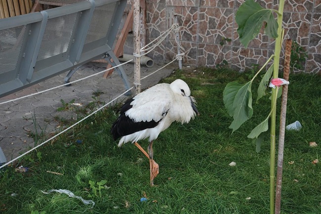 yavru leylek (2)