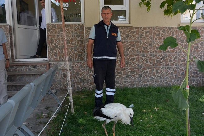 yavru leylek (3)