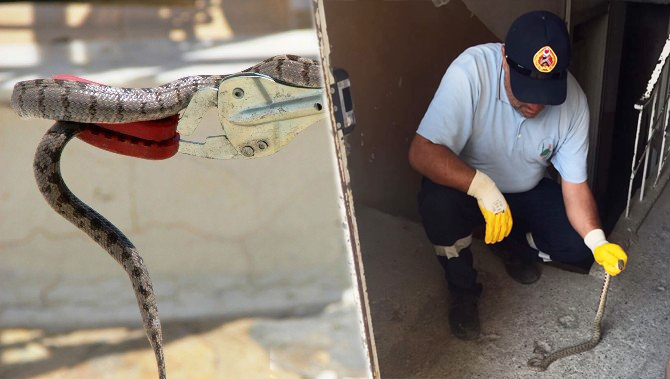 ÇORUM’DA YILAN PANİK YARATTI