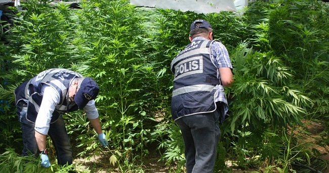 HİNT KENEVİRİ ELE GEÇİRİLDİ