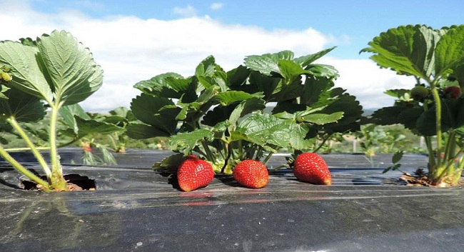 ÇORUM’DA ORGANİK ÇİLEK ÜRETİMİ ARTIYOR