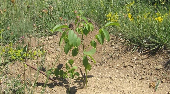ELVANÇELEBİ’DE CEVİZ DİKİMİ YAPILDI