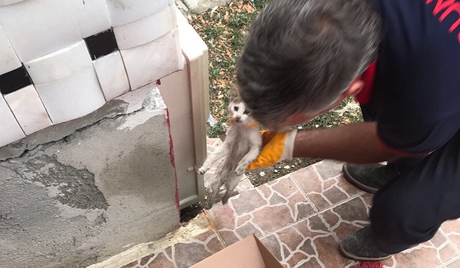 YARALI KEDİ HASTANEYE KALDIRILDI