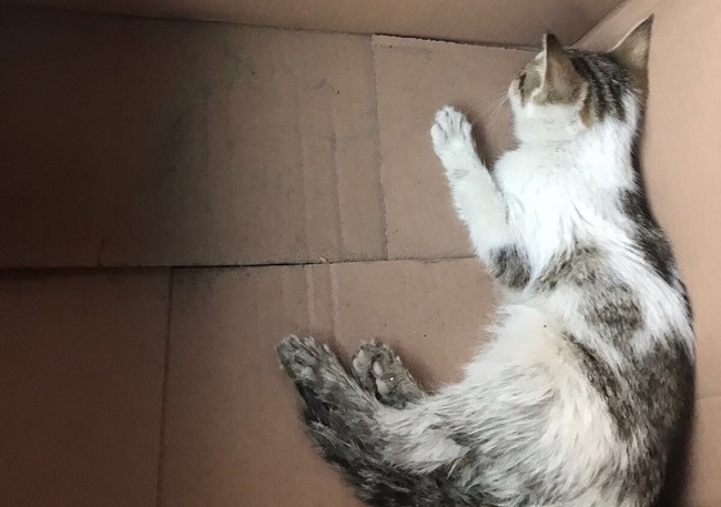 YARALI KEDİ VETERİNERE GÖTÜRÜLDÜ (SERKAN ŞANSEVER/ÇORUM-İHA)