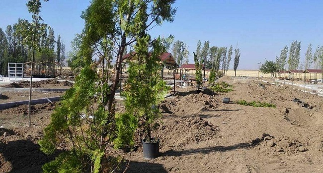 SUNGURLU BELEDİYESİ YAPIMI DEVAM EDEN İKİNCİ MESİRE ALANINA 650 ADET ÇEŞİTLİ BOYLARDA FİDAN DİKTİ (SERKAN ŞANSEVER/ÇORUM-İHA)
