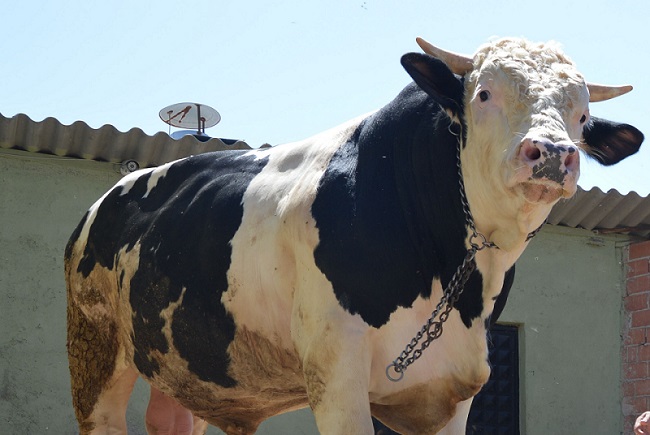 ÇORUM’DA, ‘ŞAMPİYON’ ADI VERİLEN İKİ TON 100 KİLO AĞIRLIĞINDAKİ KURBANLIK BOĞA OTOMOBİL FİYATINA SATIŞA SUNULDU. (BÜLENT ÖZKALELİ - M. MUTTALİP YALÇIN/ÇORUM-İHA)