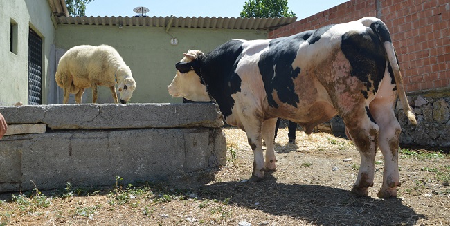 KURBAN BAYRAMINA SAYILI GÜNLER KALA GÖRÜCÜYE ÇIKAN ‘ŞAMPİYON’U ALACAK OLAN KİŞİYE SAHİBİ TARAFINDAN AYRICA BİR ADETTE KOÇ HEDİYE EDİLECEK. (BÜLENT ÖZKALELİ - M. MUTTALİP YALÇIN/ÇORUM-İHA)