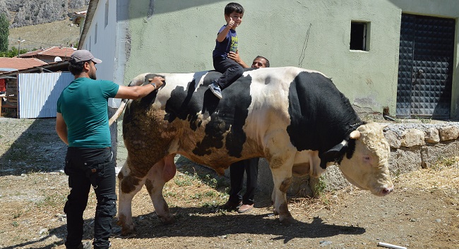 ALACA İLÇESİNE BAĞLI BOĞAZİÇİ KÖYÜNDE BESİCİLİK YAPAN GARİP KAYA TARAFINDAN YETİŞTİRİLEN BOĞA, AĞIRLIĞIYLA DİKKATİ ÇEKİYOR. (BÜLENT ÖZKALELİ - M. MUTTALİP YALÇIN/ÇORUM-İHA)