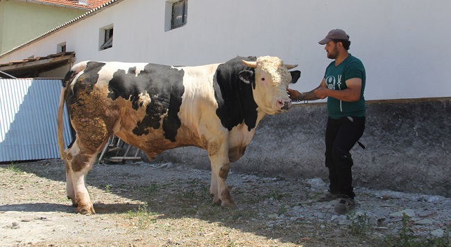 İŞTE ÇORUM’DAKİ ŞAMPİYON BOĞA