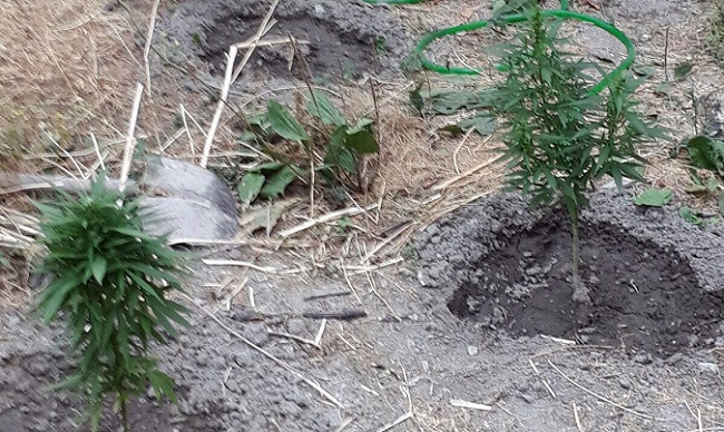 OSMANCIK’TA KENEVİR OPERASYONU