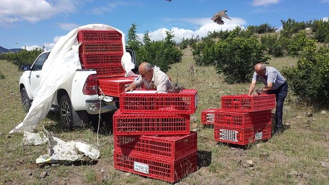 ÇORUM’DA YABAN HAYVANLARININ POPÜLASYONU ARTIRMAK AMACIYLA BİN 500 ADET KINALI KEKLİK VE BİN ADET SÜLÜN ADET DOĞAYA SALINIRKEN, KENEYLE MÜCADELE KAPSAMINDA, KENE VAKASININ BULUNDUĞU KÖYLERE 250 ADET BEÇ TAVUĞU DAĞITILDI. (M. MUTTALİP YALÇIN/ÇORUM-İHA)
