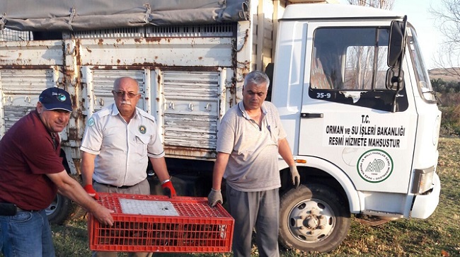 ÇORUM’DA YABAN HAYVANLARININ POPÜLASYONU ARTIRMAK AMACIYLA BİN 500 ADET KINALI KEKLİK VE BİN ADET SÜLÜN ADET DOĞAYA SALINIRKEN, KENEYLE MÜCADELE KAPSAMINDA, KENE VAKASININ BULUNDUĞU KÖYLERE 250 ADET BEÇ TAVUĞU DAĞITILDI. (M. MUTTALİP YALÇIN/ÇORUM-İHA)