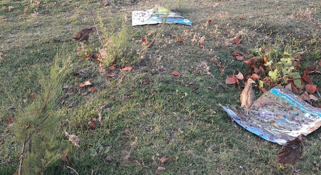 ÇORUM’DA YABAN HAYVANLARININ POPÜLASYONU ARTIRMAK AMACIYLA BİN 500 ADET KINALI KEKLİK VE BİN ADET SÜLÜN ADET DOĞAYA SALINIRKEN, KENEYLE MÜCADELE KAPSAMINDA, KENE VAKASININ BULUNDUĞU KÖYLERE 250 ADET BEÇ TAVUĞU DAĞITILDI. (M. MUTTALİP YALÇIN/ÇORUM-İHA)