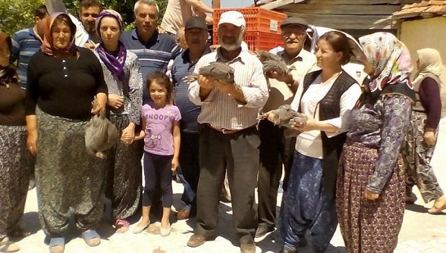 ÇORUM’DA YABAN HAYVANLARININ POPÜLASYONU ARTIRMAK AMACIYLA BİN 500 ADET KINALI KEKLİK VE BİN ADET SÜLÜN ADET DOĞAYA SALINIRKEN, KENEYLE MÜCADELE KAPSAMINDA, KENE VAKASININ BULUNDUĞU KÖYLERE 250 ADET BEÇ TAVUĞU DAĞITILDI. (M. MUTTALİP YALÇIN/ÇORUM-İHA)