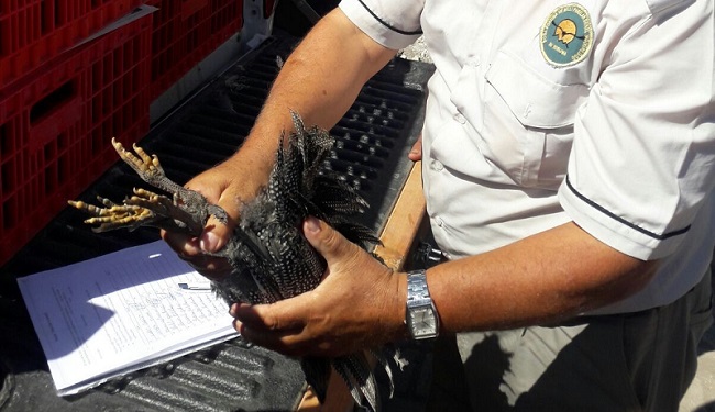 ÇORUM’DA YABAN HAYVANLARININ POPÜLASYONU ARTIRMAK AMACIYLA BİN 500 ADET KINALI KEKLİK VE BİN ADET SÜLÜN ADET DOĞAYA SALINIRKEN, KENEYLE MÜCADELE KAPSAMINDA, KENE VAKASININ BULUNDUĞU KÖYLERE 250 ADET BEÇ TAVUĞU DAĞITILDI. (M. MUTTALİP YALÇIN/ÇORUM-İHA)