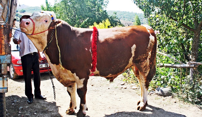 ÇORUM'UN SUNGURLU İLÇESİNE BAĞLI ÇİNGİLLER KÖYÜNDE UZUN YILLARDIR HAYVANCILIKLA UĞRAŞAN TANJU KALELİ, İKİNCİ EL OTOMOBİL DEĞERİNDEKİ KURBANLIK BOĞAYI GÖRÜCÜYE ÇIKARDI. (SERKAN ŞANSEVER/ÇORUM-İHA)