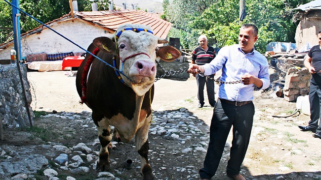 ÇORUM'UN SUNGURLU İLÇESİNE BAĞLI ÇİNGİLLER KÖYÜNDE UZUN YILLARDIR HAYVANCILIKLA UĞRAŞAN TANJU KALELİ, İKİNCİ EL OTOMOBİL DEĞERİNDEKİ KURBANLIK BOĞAYI GÖRÜCÜYE ÇIKARDI. (SERKAN ŞANSEVER/ÇORUM-İHA)