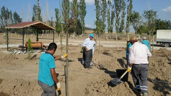 SUNGURLU DAHA YEŞİL OLACAK