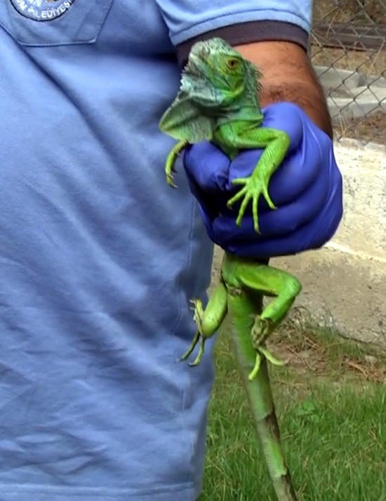 İNŞAATTA BULUNAN İGUANA KORUMA ALTINA ALINDI