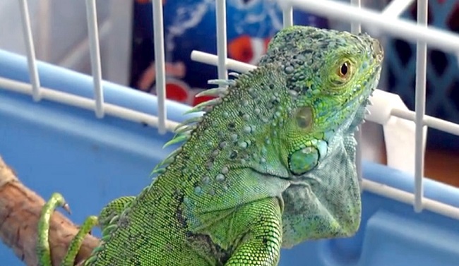 ÇORUM’DA İNŞAATTAN İGUANA ÇIKTI