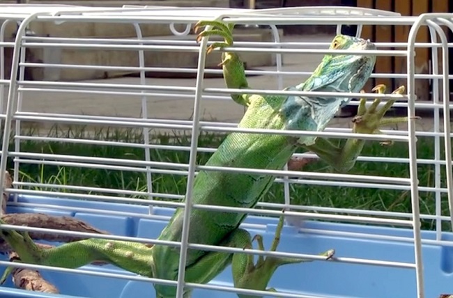 ÇORUM’DA BİR KİŞİ TARAFINDAN YAPILAN İHBAR ÜZERİNE İNŞAATTA BULUNAN İGUANA KORUMA ALTINA ALINDI. (İHA/ÇORUM-İHA)