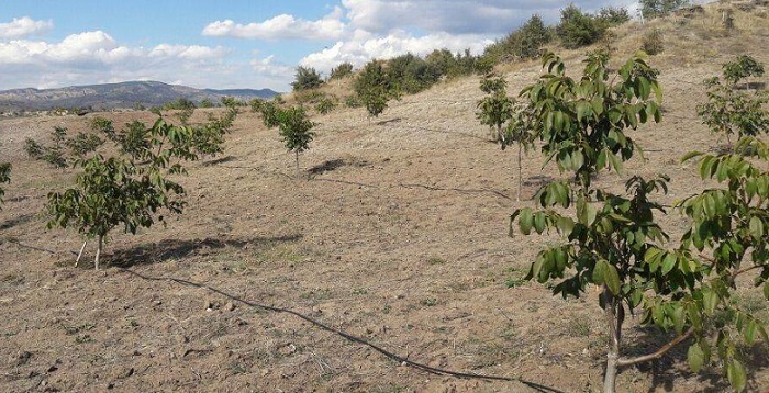 LAÇİN’DE CEVİZ ORMANI OLUŞTURULDU