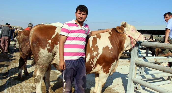 KURBANLIK HAYVANLAR GÖRÜCÜYE ÇIKTI