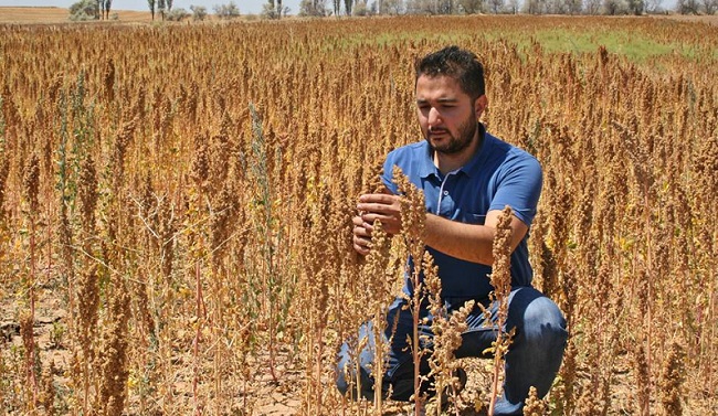 ÇORUM’DA BU HASAT İLK KEZ YAPILACAK