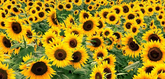 AYÇİÇEĞİ HASADI BAŞLADI