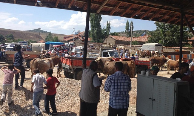 arifegazili köyü hayvan pazarı çorum sungurlu (1)