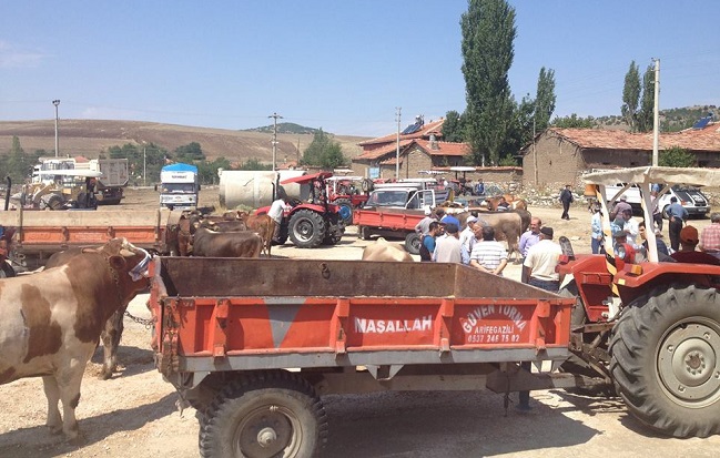 arifegazili köyü hayvan pazarı çorum sungurlu (4)