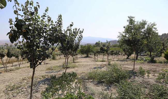 aromotik bitki bahçeleri (4)