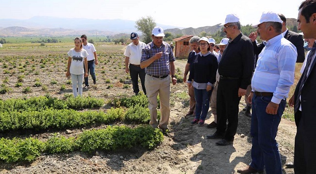 aromotik bitki bahçeleri (5)