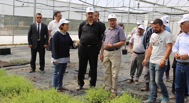 aromotik bitki bahçeleri (7)