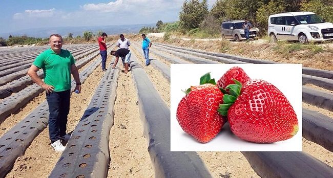 İLÇEDEKİ GÖÇE ÇİLEKLİ ÖNLEM