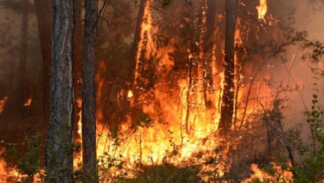 YILDIRIM DÜŞTÜ ORMAN YANDI