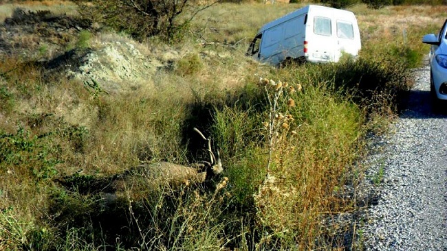 ÇORUM’UN DODURGA İLÇESİNDE ANİDEN YOLA ÇIKAN GEYİĞE MİNİBÜS ÇARPTI. KAZADA İKİ AYAĞI KIRILAN SÜRÜCÜ ÖLÜMDEN DÖNERKEN, YABAN GEYİĞİ TELEFE OLDU. (İSMAİL KABAKDERE/ÇORUM-İHA)