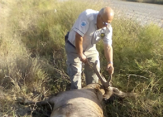 ÇORUM’UN DODURGA İLÇESİNDE ANİDEN YOLA ÇIKAN GEYİĞE MİNİBÜS ÇARPTI. KAZADA İKİ AYAĞI KIRILAN SÜRÜCÜ ÖLÜMDEN DÖNERKEN, YABAN GEYİĞİ TELEFE OLDU. (İSMAİL KABAKDERE/ÇORUM-İHA)