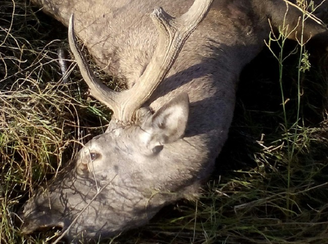 ÇORUM’UN DODURGA İLÇESİNDE ANİDEN YOLA ÇIKAN GEYİĞE MİNİBÜS ÇARPTI. KAZADA İKİ AYAĞI KIRILAN SÜRÜCÜ ÖLÜMDEN DÖNERKEN, YABAN GEYİĞİ TELEFE OLDU. (İSMAİL KABAKDERE/ÇORUM-İHA)