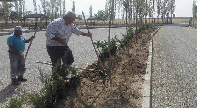 BELEDİYE EKİPLERİ FİDAN DİKİMİ YAPIYOR (SERKAN ŞANSEVER/ÇORUM-İHA)